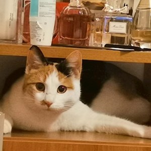 Cazare pisica in București cerere pet sitting