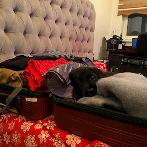 Cazare caine in Bucureşti cerere pet sitting