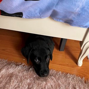 Cazare caine in Bucureşti cerere pet sitting