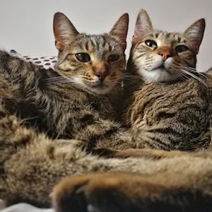 Egy látogatás cicák -ban București kisállatszitting kérés