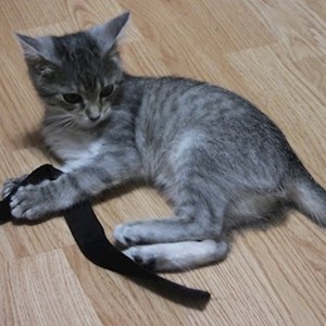 One visit cat in Florești pet sitting request