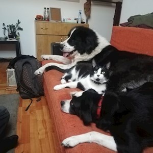 Dog Walking dogs in Cluj-Napoca pet sitting request