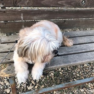 Boarding dog in Cluj-Napoca pet sitting request