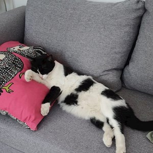 Boarding cat in Bucureşti pet sitting request