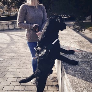 Sétáltatások kutyák -ban València kisállatszitting kérés