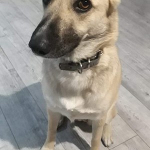Kutyanapközi kutya -ban Florești kisállatszitting kérés