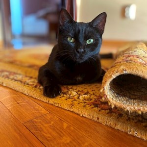 Szállás cica -ban Sângeorgiu de Mureș kisállatszitting kérés