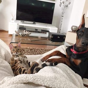 Sitting at owner cats, dog in Corbeanca pet sitting request