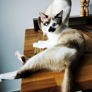 O vizita pisici in București cerere pet sitting