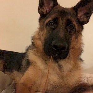 Szállás kutya -ban București kisállatszitting kérés