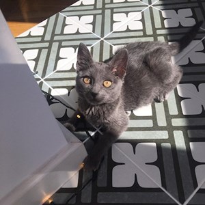 Cazare pisica in Bucureşti cerere pet sitting
