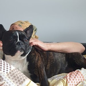 Cazare caine in Iași cerere pet sitting