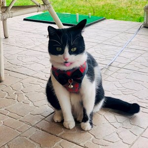 Boarding cat in Voluntari pet sitting request