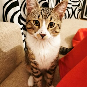 Cazare pisica in Cluj-Napoca cerere pet sitting