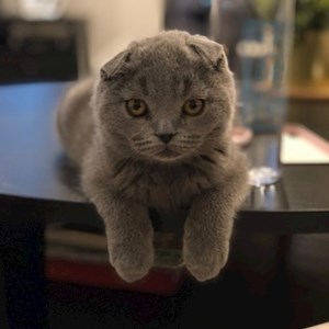 Two visits per day cat in București pet sitting request