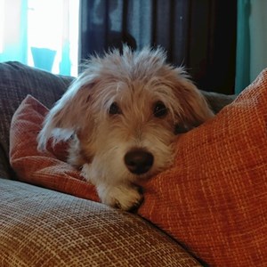 Cazare caine in Cluj-Napoca cerere pet sitting