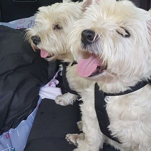 Plimbare câini in Iași cerere pet sitting