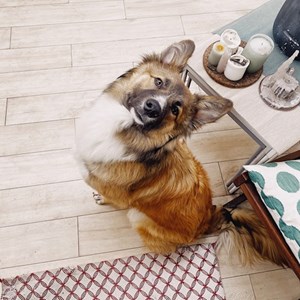 Cazare caine in București cerere pet sitting