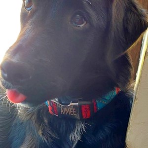 Szállás kutya -ban Roșu kisállatszitting kérés