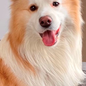 Plimbări caine in București cerere pet sitting