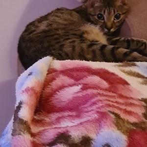 Cazare pisica in București cerere pet sitting