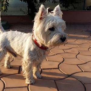 Boarding dog in Iași pet sitting request
