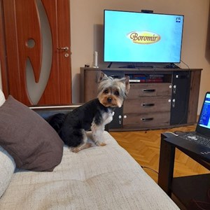 Boarding dog in Oradea pet sitting request