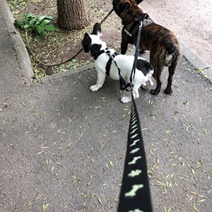 Plimbare caine in București cerere pet sitting