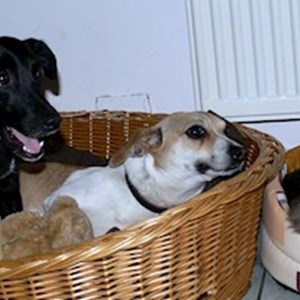 Sitting at owner cat, dogs in Cluj-Napoca pet sitting request