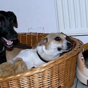 Sitting la stăpân pisica, câini in Cluj-Napoca cerere pet sitting
