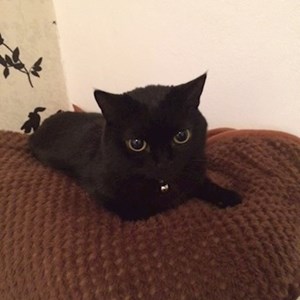 O vizita pisica in Bucureşti cerere pet sitting