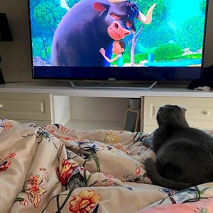 Cazare pisica in București cerere pet sitting