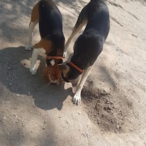 Sétáltatások kutyák -ban București kisállatszitting kérés