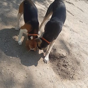 Walks dogs in București pet sitting request