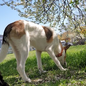 Cazare caine in Bucureşti cerere pet sitting