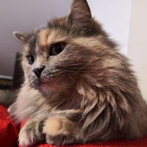 O vizita pisica in București cerere pet sitting