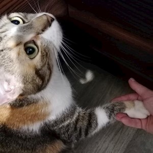 Szállás cica -ban  kisállatszitting kérés