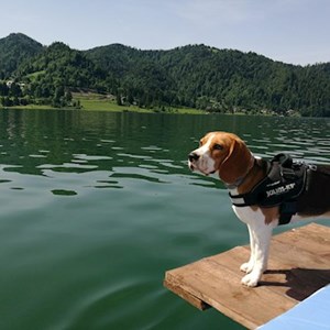 Cazare caine in  cerere pet sitting