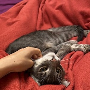 Cazare pisica in Cluj-Napoca cerere pet sitting