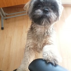 Cazare caine in Bucureşti cerere pet sitting