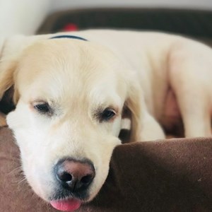 Boarding dog in București pet sitting request