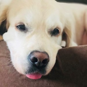 Boarding dog in Bucureşti pet sitting request