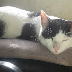 Boarding cat in București pet sitting request