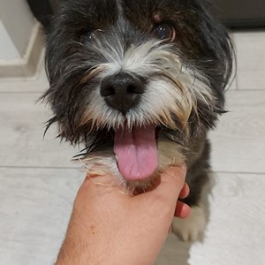 Cazare caine in Cluj-Napoca cerere pet sitting
