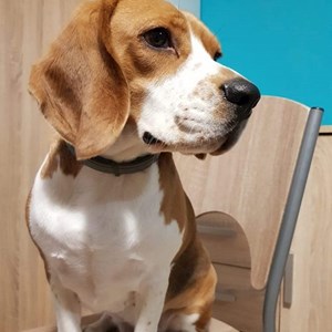 Cazare caine in Cluj-Napoca cerere pet sitting