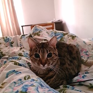 Cazare pisica in București cerere pet sitting