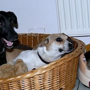 Szállás kutyák -ban Cluj-Napoca kisállatszitting kérés
