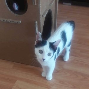 Cazare pisica in București cerere pet sitting