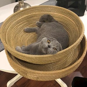 Doua vizite pe zi pisica in București cerere pet sitting