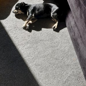 Szállás kutya -ban Sâncraiu de Mureș kisállatszitting kérés